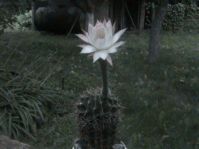 дмитрий мороз