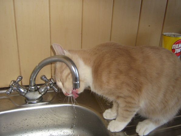 тишка и кран.JPG