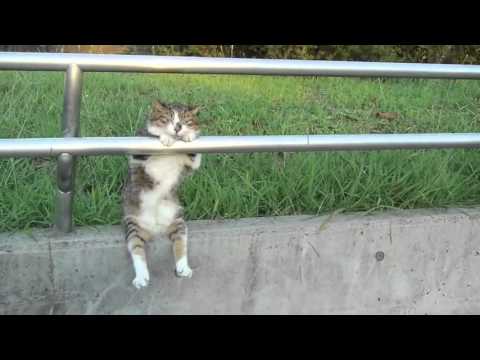 Кот отдыхает в городском парке во время матча