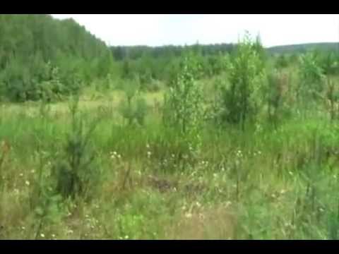 Колхозное поле