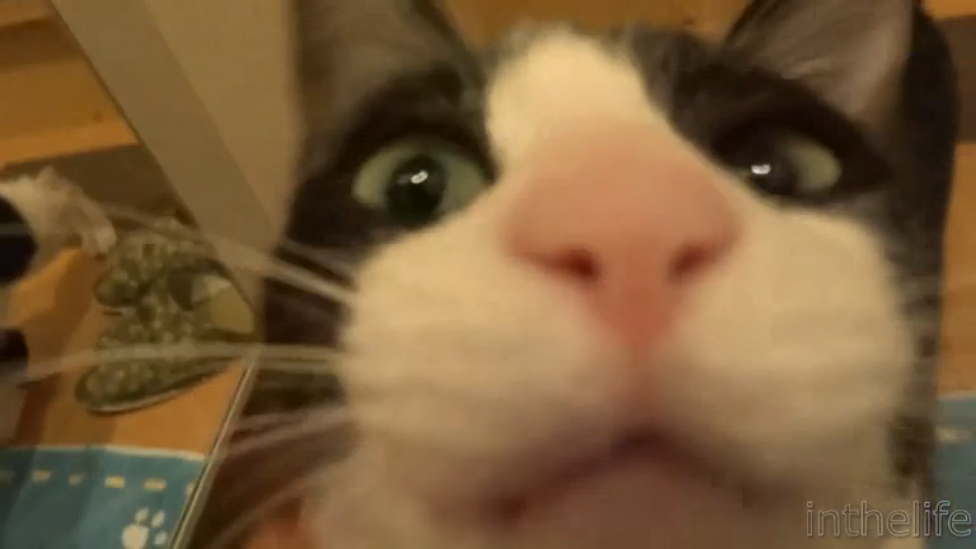 Как кот встречает хозяина с работы