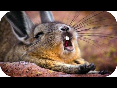 Лучшие Приколы 2014 3 часть