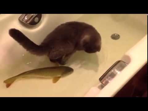 Кот и рыба вместе в ванной