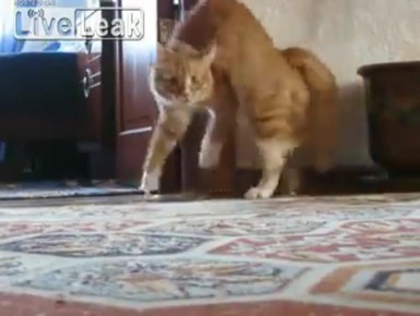 Котэ очень  странно ходит на задних лапах