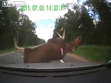  Оленя сбили 2 раза 