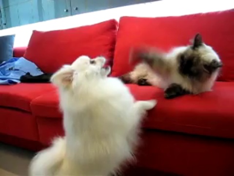 Как разозлить котэ