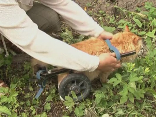 С.У.П. Выпуск 30 , 12 размер бюста