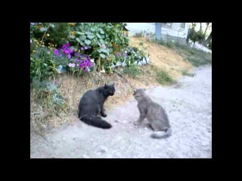 Драка котов!