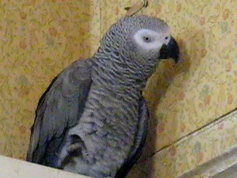 Попугай и шоколадный заяц