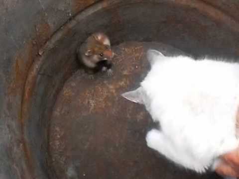 Хомяк с котом в ведре