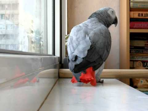 Роскажи,CoverVersion - Ани Лорак, попка жжёт