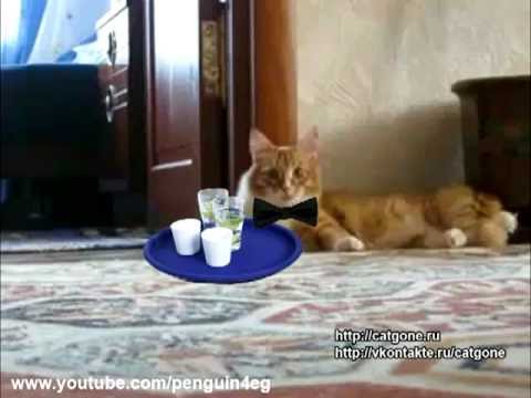 Кот ушел красиво ,Cat gone ,Thriller Cat 7, Котэ Официант